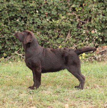 Max Black and Chocolate Labrador cioccolato