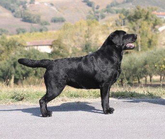 Sindia's Jelly Bubble labrador nero
