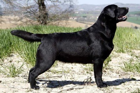 zelda labrador labrador femmina campionessa