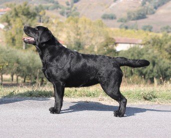 Sindia's Jelly Bubble bellissima labrador nera