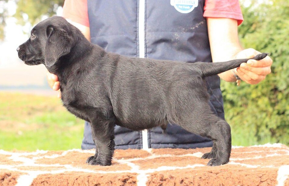 cucciolo di labrador nero bellissimo cucciolo nero labrador