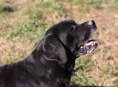 testa labrador americano testa labrador nero USA