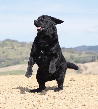 Jon corre Labrador nero che corre