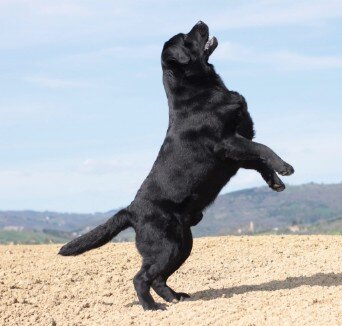 Labrador nero che salta
