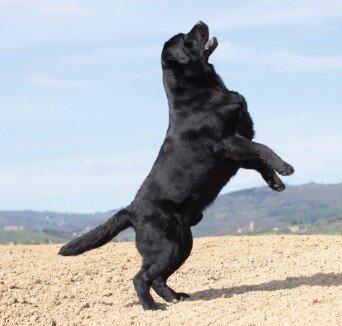 Jon Snow Nightfallking Labrador nero che salta