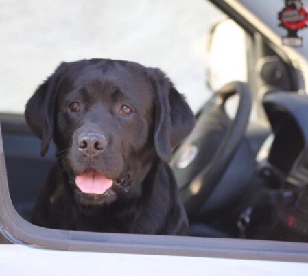 testa labrador nero Vincenzo labrador nero in macchina