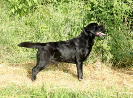 frakari sirius thor for rosemade vincenzo labrador nero americano