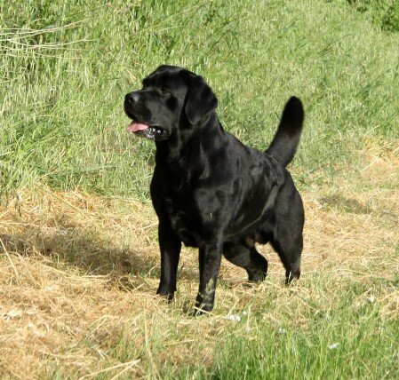vincenzo labrador Labrador nero in attenzione