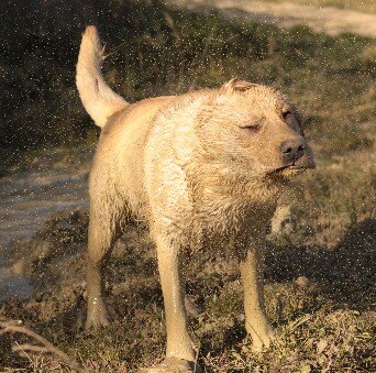 moma e il fango labrador infangato, sporca