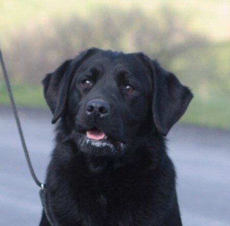 testa labrador