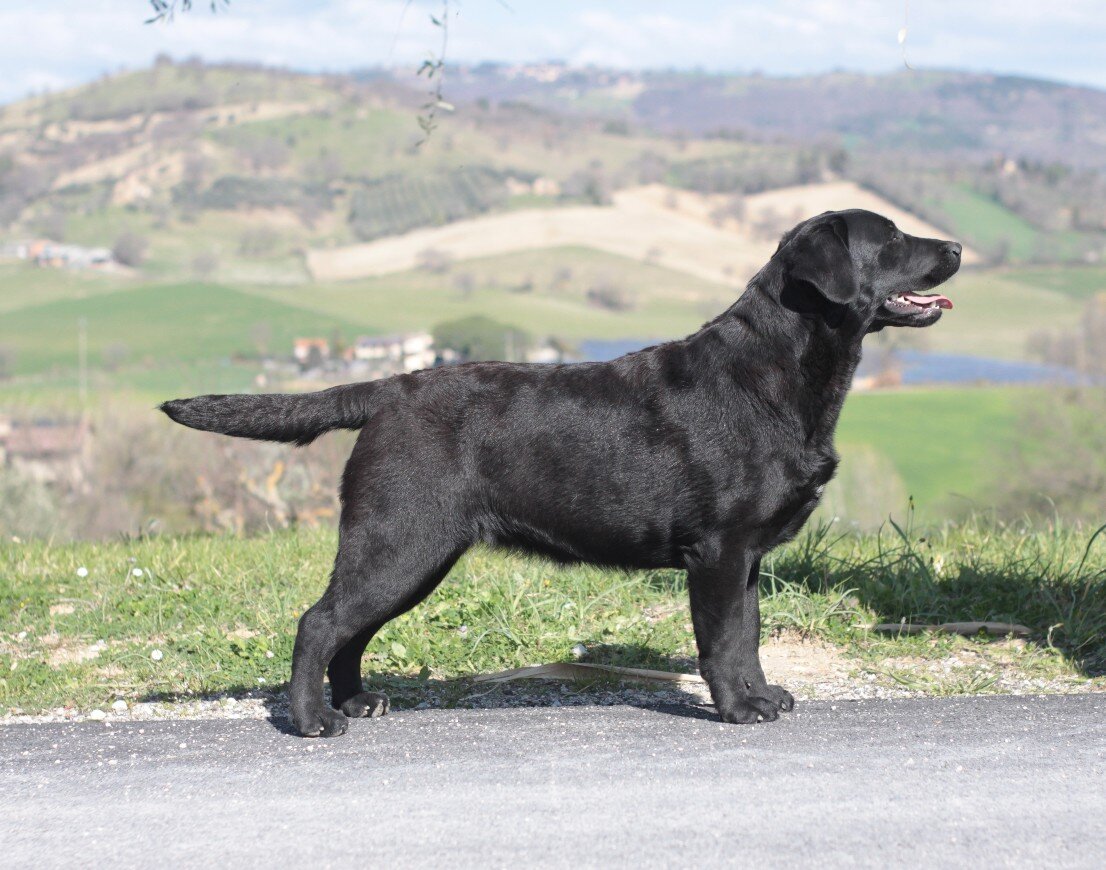 mirta nightfallking mirta cucciola nera 10 mesi