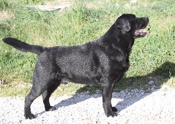 Jon Snow labrador americano