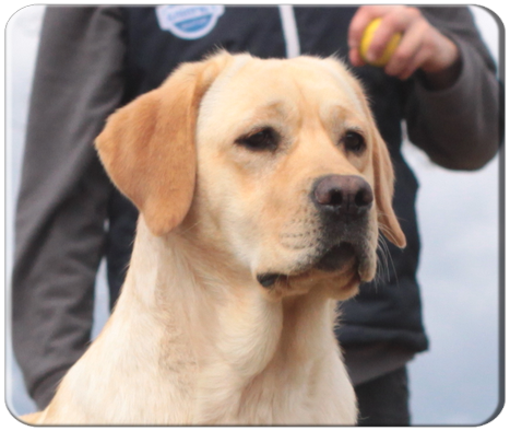 testa labrador miele Nightfallking Modica 