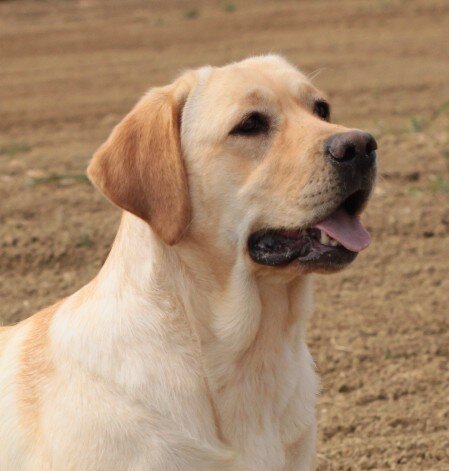 testa labrador giallo