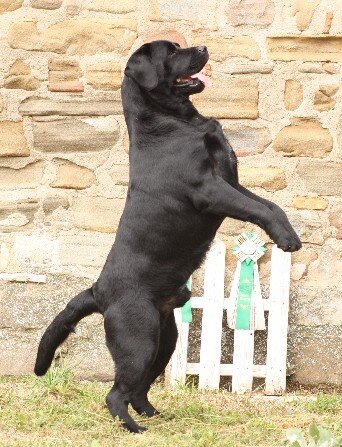 Labrador nero campione italiano