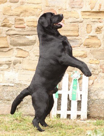 Jon con coccarda Labrador nero campione italiano