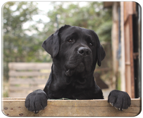 labrador nero maschio nero Jon Snow