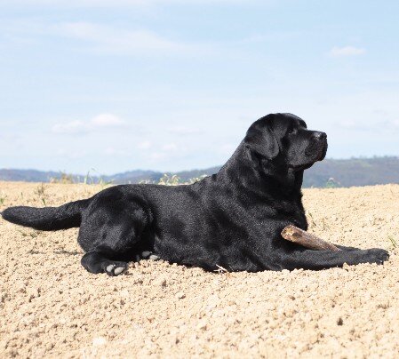 Jon con bastone Labrador nero con bastone steso nel campo