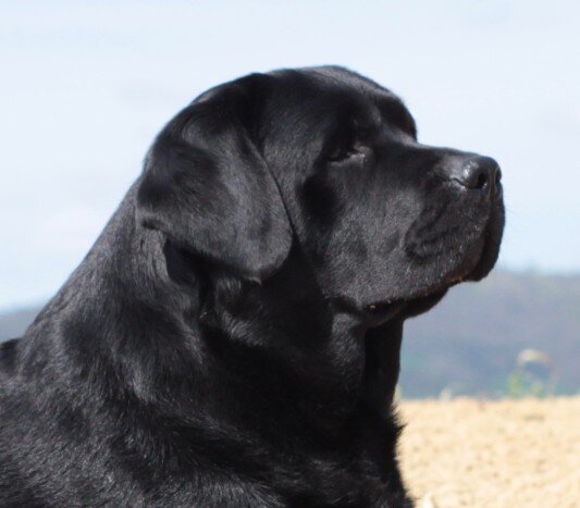 jon snow at nightfallking labrador italiano