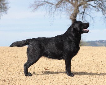 10 mesi PEPITA SINDIAS LABRADOR