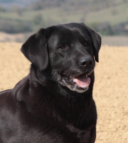 testa labrador felice 