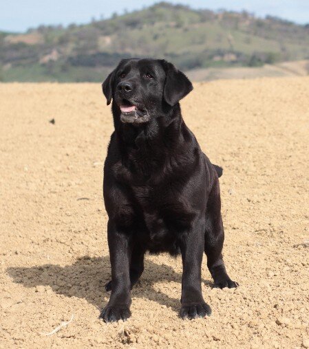 zelda labrador zeldina