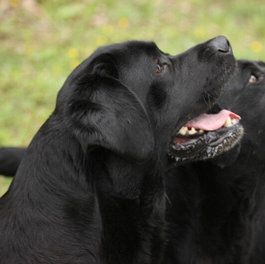 labrador americano testa