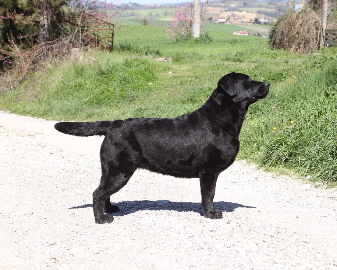 Nightfallking Mirta