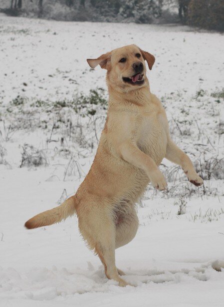 moma che salta labrador salta nella neve