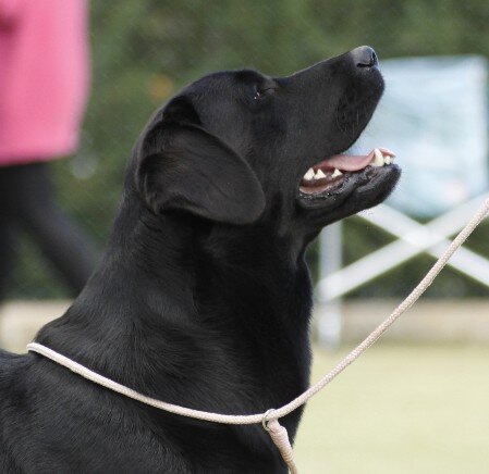testa labrador profilo