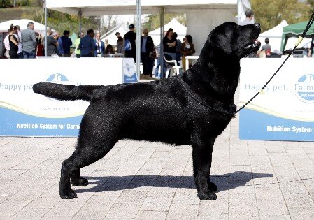 esposizione cinofila labrador femmina nera labrador