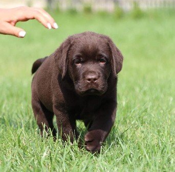 Maximus black and chocolate labrador cioccolato
